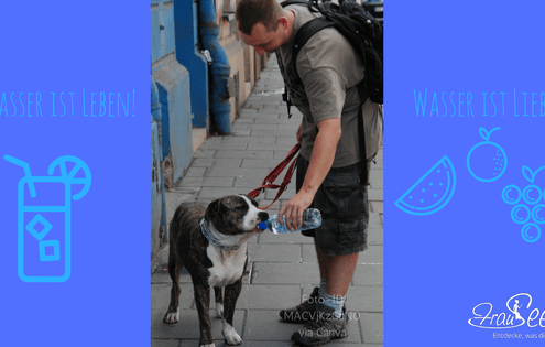 Wie du genügend Wasser trinkst