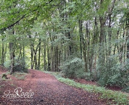 Waldbaden Meditation Wechseljahre